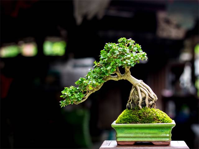 How To Grow A Bonsai | Girl.com.au