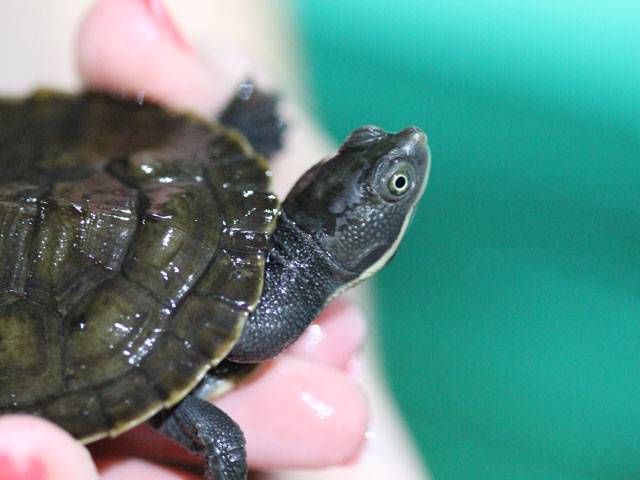 The Murray River Turtles | Girl.com.au