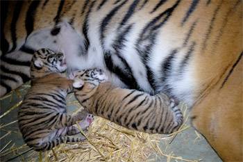 Two Tiger Cubs at Australia Zoo | Girl.com.au